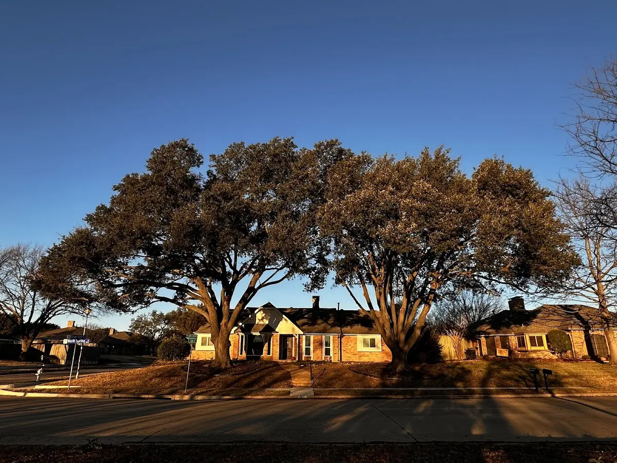Established residential canopy tree shading a home in Lancaster